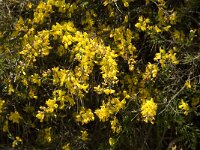 Genista pilosa 7, Kruipbrem, Saxifraga-Jan van der Straaten