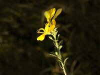 Genista pilosa 9, Kruipbrem, Saxifraga-Jan van der Straaten
