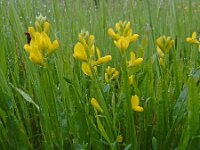 Genista sagittalis 14, Pijlbrem, Saxifraga-Ed Stikvoort : Notre Dame de l'Hermitage - La Chamba - Chateau de Couzan s9900