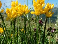 Genista sagittalis 15, Pijlbrem, Saxifraga-Ed Stikvoort : Posada de Valdeón - Espinama s9900