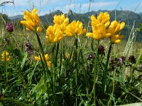 Genista sagittalis 16, Pijlbrem, Saxifraga-Ed Stikvoort : Posada de Valdeón - Espinama s9900