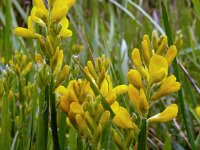 Genista sagittalis 17, Pijlbrem, Saxifraga-Hans Grotenhuis