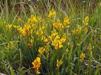 Genista sagittalis 18, Pijlbrem, Saxifraga-Hans Grotenhuis