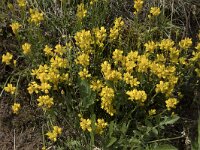 Genista sagittalis 20, Pijlbrem, Saxifraga-Willem van Kruijsbergen