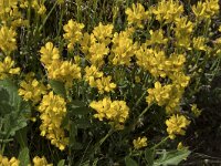 Genista sagittalis 21, Pijlbrem, Saxifraga-Willem van Kruijsbergen