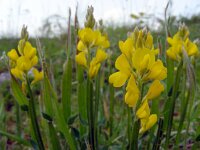 Genista sagittalis 8, Pijlbrem, Saxifraga-Ed Stikvoort