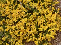 Genista subcapitata 6, Saxifraga-Harry Jans  Genista subcapitata