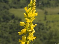 Genista tinctoria 11, Verfbrem, Saxifraga-Marijke Verhagen