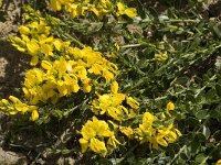 Genista tinctoria 15, Verfbrem, Saxifraga-Jan van der Straaten