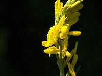 Genista tinctoria 16, Verfbrem, Saxifraga-Jan van der Straaten