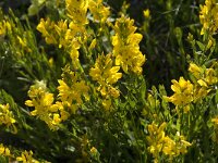 Genista tinctoria 17, Verfbrem, Saxifraga-Jan van der Straaten