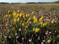 Genista tinctoria 26, Verfbrem, Saxifraga-Ed Stikvoort