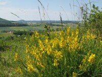 Genista tinctoria 30, Verfbrem, Saxifraga-Rutger Barendse