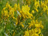 Genista tinctoria 41, Verfbrem, Saxifrga-Hans Grotenhuis
