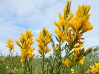 Genista tinctoria 45, Verfbrem, Saxifraga-Ed Stikvoort