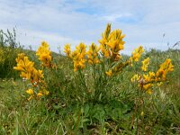 Genista tinctoria 48, Verfbrem, Saxifraga-Ed Stikvoort