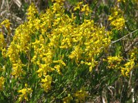 Genista tinctoria 7, Verfbrem, Saxifraga-Jasenka Topic