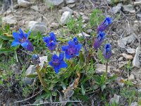 Gentiana angustifolia 11, Saxifraga-Willem van Kruijsbergen