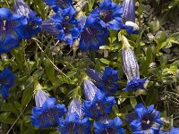 Gentiana angustifolia 12, Saxifraga-Marijke Verhagen