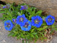 Gentiana angustifolia 14, Saxifraga-Willem van Kruijsbergen