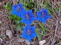 Gentiana angustifolia 16, Saxifraga-Willem van Kruijsbergen