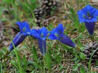 Gentiana angustifolia 17, Saxifraga-Willem van Kruijsbergen