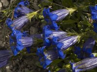 Gentiana angustifolia 19, Saxifraga-Marijke Verhagen