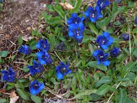 Gentiana angustifolia 20, Saxifraga-Willem van Kruijsbergen