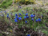 Gentiana angustifolia 21, habitat, Saxifraga-Willem van Kruijsbergen