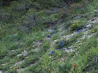 Gentiana angustifolia 22, habitat, Saxifraga-Willem van Kruijsbergen