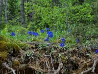 Gentiana angustifolia 23, habitat, Saxifraga-Willem van Kruijsbergen