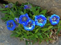 Gentiana angustifolia 24, Saxifraga-Willem van Kruijsbergen