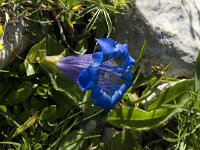 Gentiana angustifolia 26, Saxifraga-Willem van Kruijsbergen
