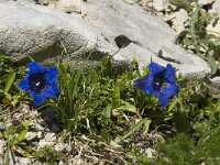 Gentiana angustifolia 28, Saxifraga-Willem van Kruijsbergen
