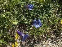 Gentiana angustifolia 29, Saxifraga-Willem van Kruijsbergen