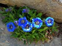 Gentiana angustifolia 3, Saxifraga-Willem van Kruijsbergen