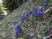 Gentiana angustifolia 31, Saxifraga-Luuk Vermeer