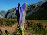 Gentiana angustifolia 34, Saxifraga-Ed Stikvoort : pas Pandebano - Naranjo de Bulnes s9900