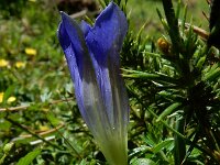 Gentiana angustifolia 37, Saxifraga-Ed Stikvoort : pas Pandebano - Naranjo de Bulnes s9900