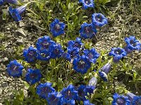 Gentiana angustifolia 4, Saxifraga-Marijke Verhagen