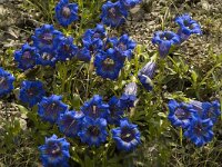Gentiana angustifolia 5, Saxifraga-Marijke Verhagen