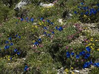 Gentiana angustifolia 6, Saxifraga-Jan van der Straaten