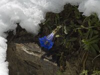 Gentiana angustifolia 7, Saxifraga-Jan van der Straaten