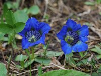 Gentiana angustifolia 8, Saxifraga-Willem van Kruijsbergen