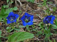 Gentiana angustifolia 9, Saxifraga-Willem van Kruijsbergen