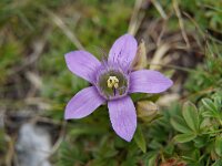 Gentiana austriaca 2, Saxifraga-Jan C van der Straaten
