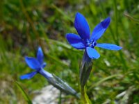 Gentiana bavarica 10, Saxifraga-Ed Stikvoort