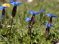 Gentiana bavarica 17, Saxifraga-Luuk Vermeer