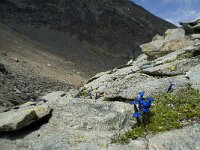 Gentiana bavarica 3, Saxifraga-Willem van Kruijsbergen