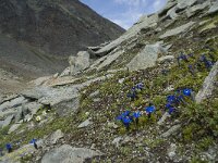 Gentiana bavarica 6, Saxifraga-Willem van Kruijsbergen